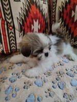 Benji , a male Shih Tzu for sale in Florence, SC – 3 of 5