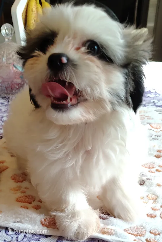 Toby – Shih Tzu puppy for sale in Florence, SC