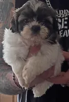 Teddy, a male Shih Tzu for sale in Florence, SC – Photo 6 of 6