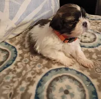 Teddy, a male Shih Tzu for sale in Florence, SC – Photo 4 of 6