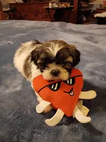 Teddy, a male Shih Tzu for sale in Florence, SC – Photo 3 of 6