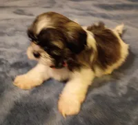 Teddy, a male Shih Tzu for sale in Florence, SC – Photo 5 of 6