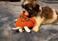 Teddy, a male Shih Tzu for sale in Florence, SC – Photo 2 of 6