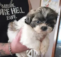 Teddy, a male Shih Tzu for sale in Florence, SC – Photo 1 of 6