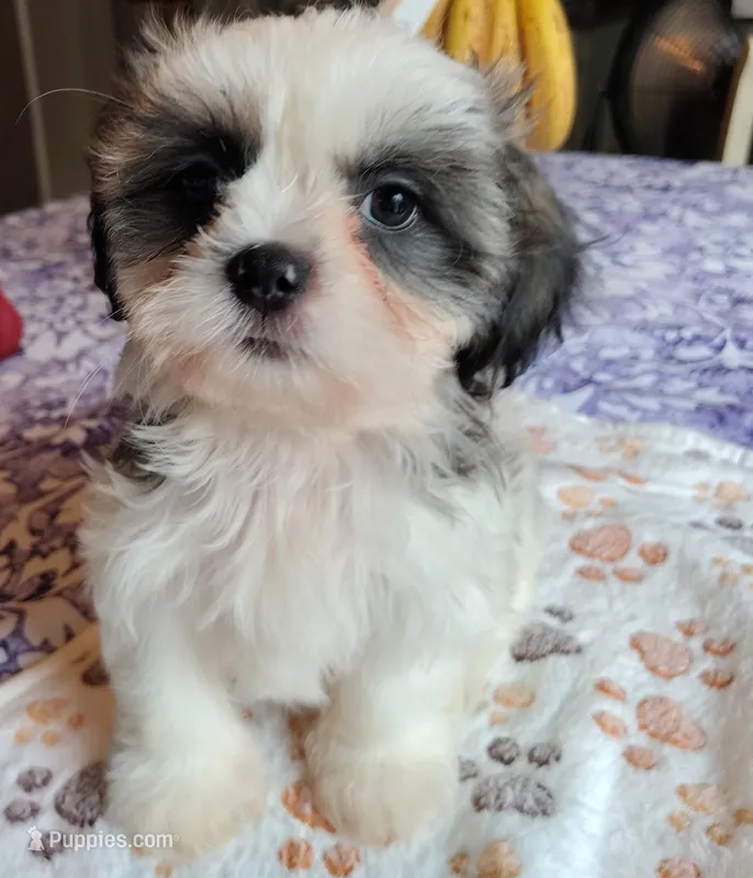 Prince – Shih Tzu puppy for sale in Florence, SC