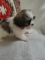 Bella, a female Shih Tzu for sale in Florence, SC – 4 of 4