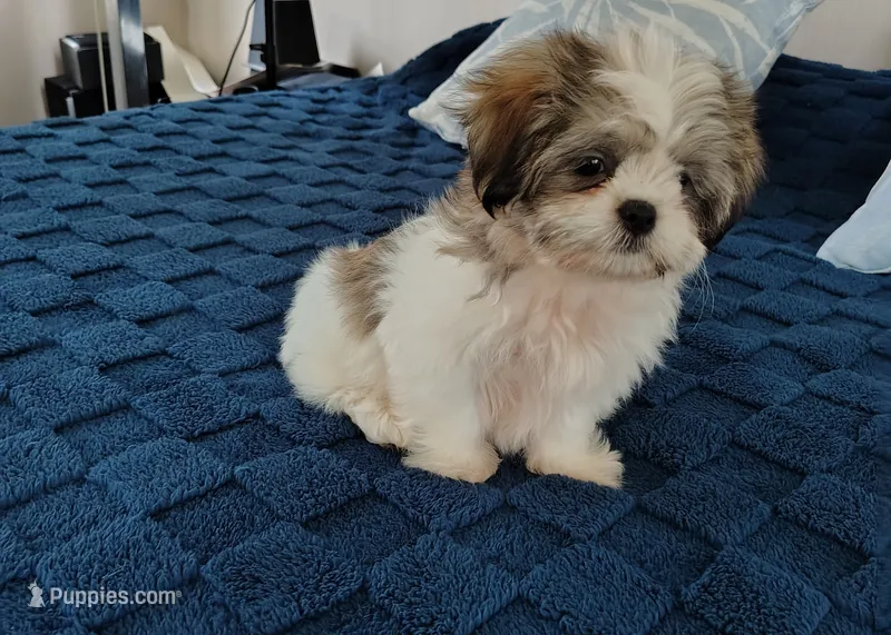 Benji  – Shih Tzu puppy for sale in Florence, SC