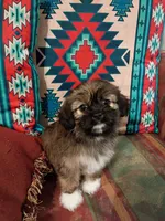 Rocky , a male Shih Tzu for sale in Florence, SC – 6 of 9