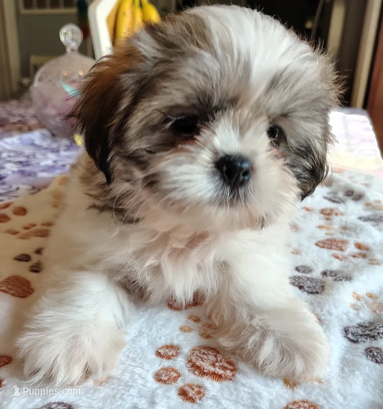 Benji  – Shih Tzu puppy for sale in Florence, SC