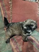 Teddy, a male Shih Tzu for sale in Florence, SC – 8 of 8