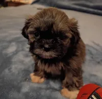 Molly , a female Shih Tzu for sale in Florence, SC – Photo 4 of 6