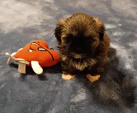 Molly , a female Shih Tzu for sale in Florence, SC – Photo 3 of 6