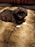 Molly , a female Shih Tzu for sale in Florence, SC – Photo 6 of 6