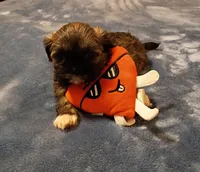 Molly , a female Shih Tzu for sale in Florence, SC – Photo 5 of 6