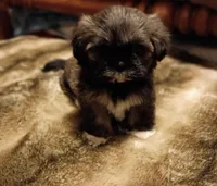 Molly , a female Shih Tzu for sale in Florence, SC – Photo 2 of 6