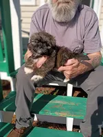 Molly , a female Shih Tzu for sale in Florence, SC – Photo 1 of 6