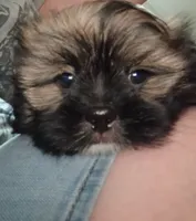 Teddy, a male Shih Tzu for sale in Florence, SC – 9 of 9