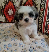 Prince, a male Shih Tzu for sale in Florence, SC – 4 of 6