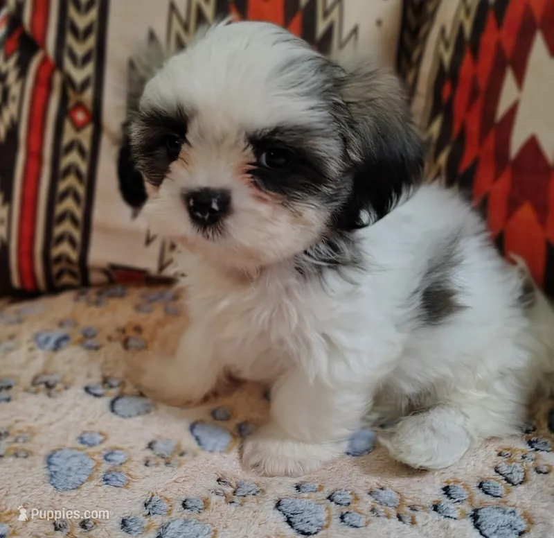 Prince – Shih Tzu puppy for sale in Florence, SC