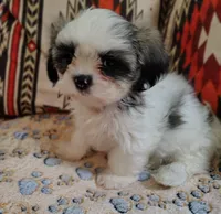 Prince, a male Shih Tzu for sale in Florence, SC – 1 of 6
