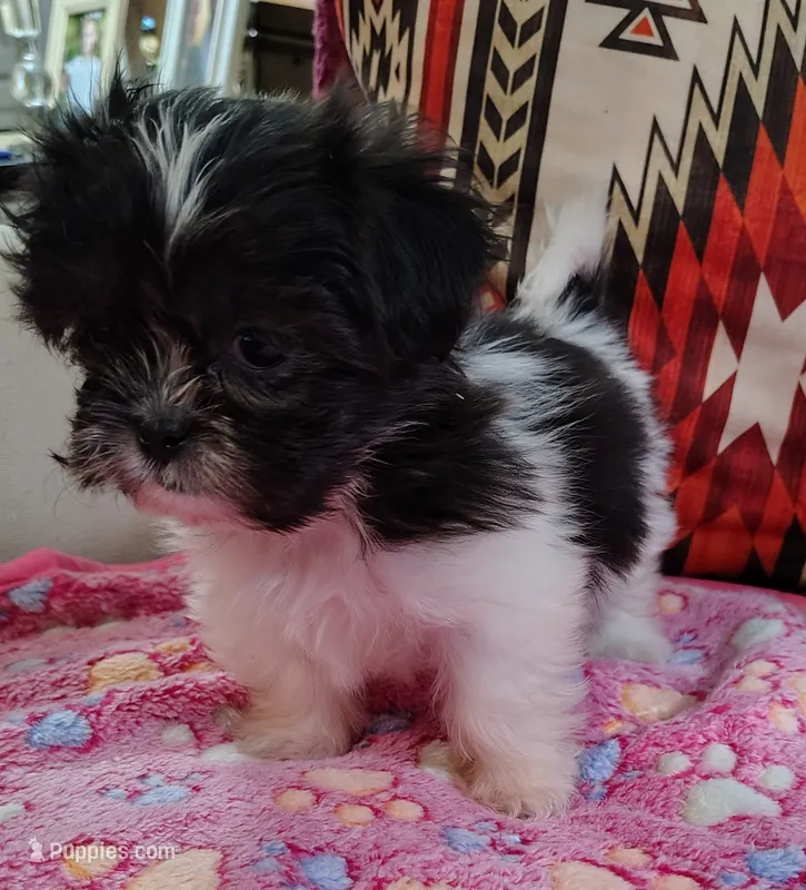Maggie – Shih Tzu puppy for sale in Florence, SC