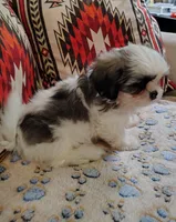 Prince, a male Shih Tzu for sale in Florence, SC – 5 of 6