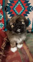 Rocky , a male Shih Tzu for sale in Florence, SC – 5 of 9