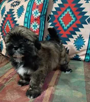 Teddy, a male Shih Tzu and Mal Shi for sale in Florence, SC – 3 of 5