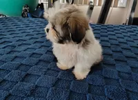 Benji , a male Shih Tzu for sale in Florence, SC – 6 of 8