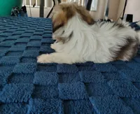 Benji , a male Shih Tzu for sale in Florence, SC – 5 of 8