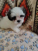 Toby, a male Shih Tzu for sale in Florence, SC – 3 of 6