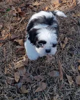 Gizmo, a male Shih Tzu for sale in Florence, SC – Photo 5 of 5