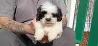 Gizmo, a male Shih Tzu for sale in Florence, SC – Photo 1 of 5