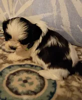 Gizmo, a male Shih Tzu for sale in Florence, SC – Photo 3 of 5