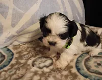 Gizmo, a male Shih Tzu for sale in Florence, SC – Photo 4 of 5