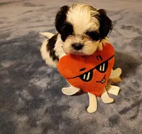 Gizmo, a male Shih Tzu for sale in Florence, SC – Photo 2 of 5