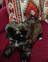 Rambo , a male Shih Tzu and Mal Shi for sale in Florence, SC – 1 of 2