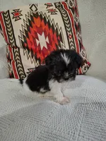 Maggie, a female Shih Tzu for sale in Florence, SC – 5 of 6