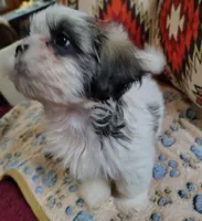 Prince, a male Shih Tzu for sale in Florence, SC – 6 of 6