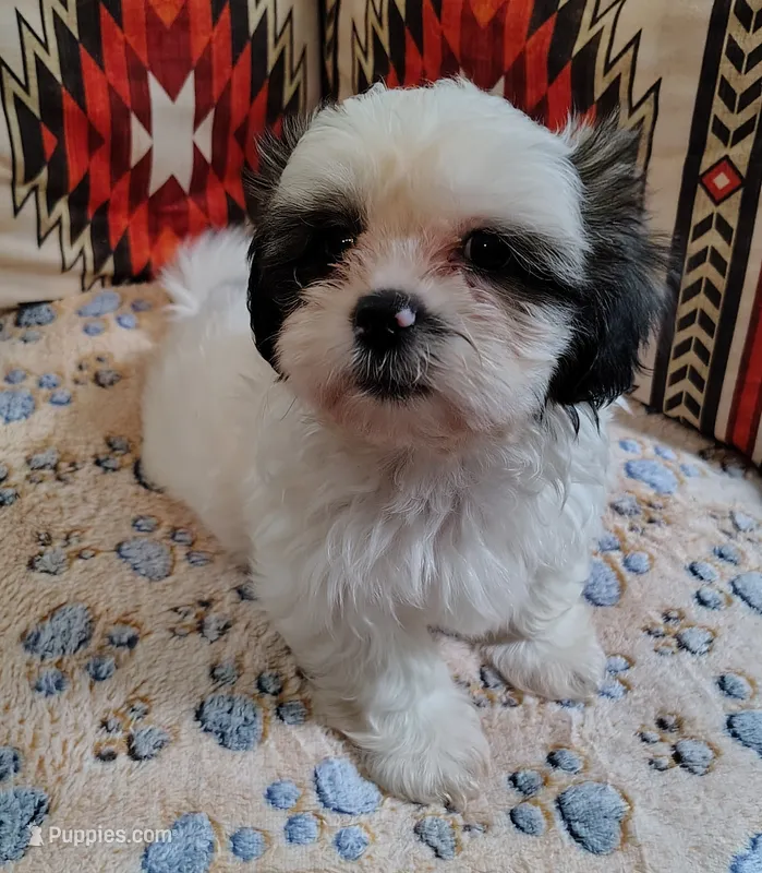 Toby – Shih Tzu puppy for sale in Florence, SC