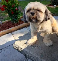 Sally, a female Shih Tzu for sale in Florence, SC – 6 of 6
