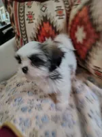 Prince, a male Shih Tzu for sale in Florence, SC – 2 of 6