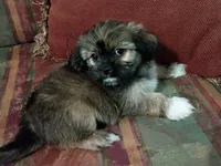 Rocky , a male Shih Tzu for sale in Florence, SC – 8 of 9