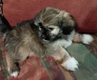 Rocky , a male Shih Tzu for sale in Florence, SC – 9 of 9