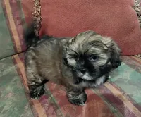 Teddy, a male Shih Tzu for sale in Florence, SC – 6 of 8
