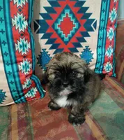 Teddy, a male Shih Tzu and Mal Shi for sale in Florence, SC – 4 of 5
