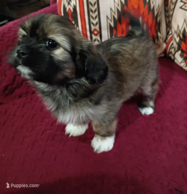 Rocky  – Shih Tzu, Mal Shi puppy for sale in Florence, SC