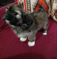 Rocky , a male Shih Tzu and Mal Shi for sale in Florence, SC – 1 of 3
