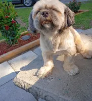 Sally, a female Shih Tzu for sale in Florence, SC – 5 of 6
