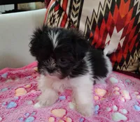 Maggie, a female Shih Tzu for sale in Florence, SC – 4 of 6